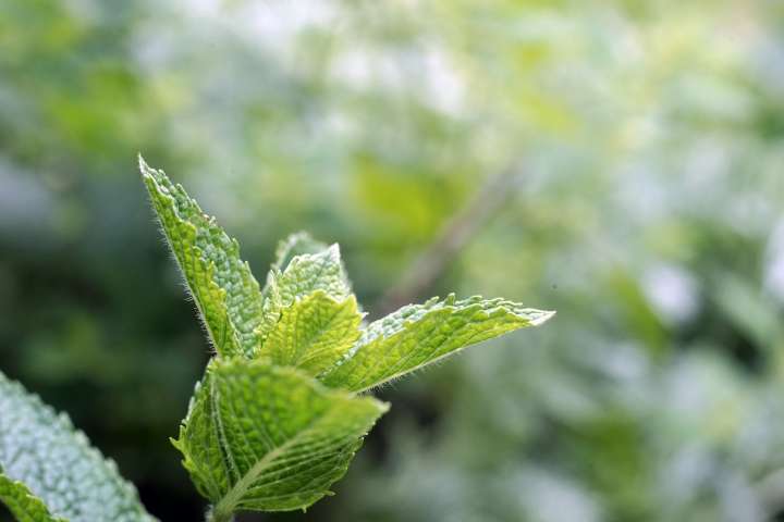 Menthe poivrée, plante médicinale