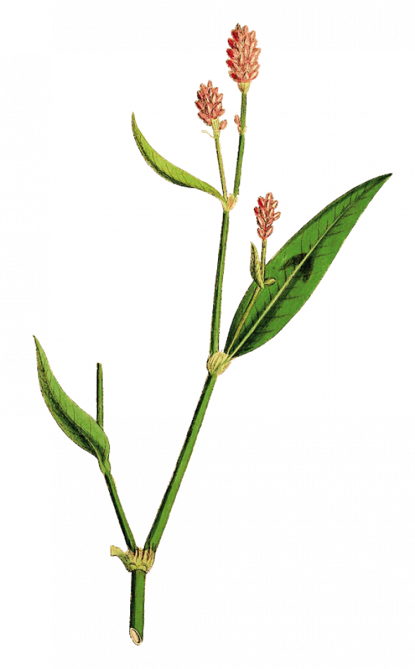 Renouée persicaire (persicaria maculosa)