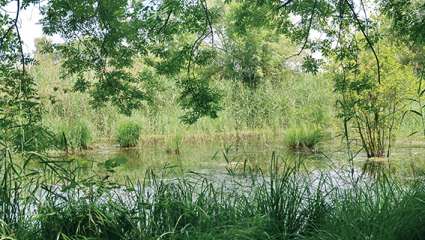 Petite Camargue alsacienne : La magie des marais