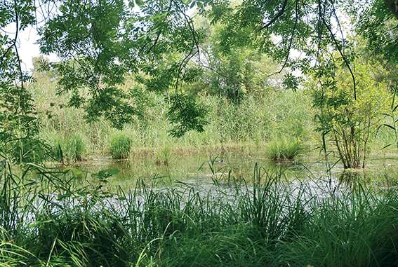 Petite Camargue alsacienne : La magie des marais