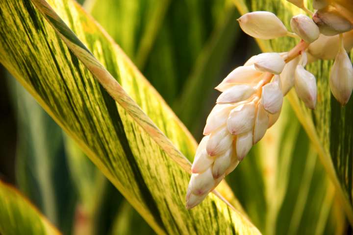 Grand galanga - Alpinia galanga - Le Jardin du Pic Vert