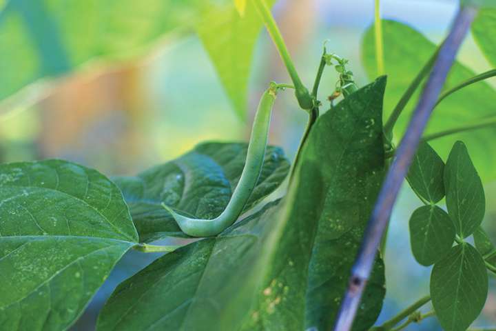 Des haricots pour prévenir des maladies cardiovasculaires