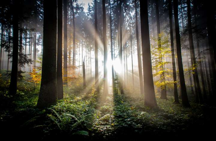 Résultat de recherche d'images pour "nature"