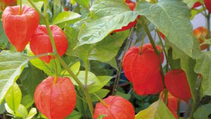 Physalis alkekengi