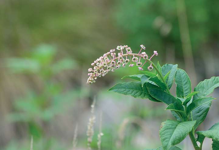 Phytolacca americana