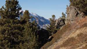 L'arolle, le pignon des montagnes