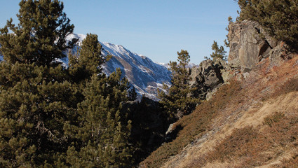 L'arolle, le pignon des montagnes