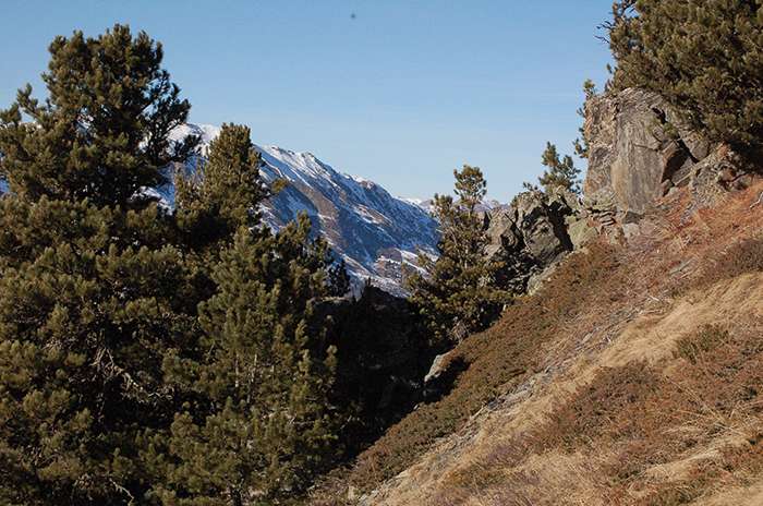 L'arolle, le pignon des montagnes