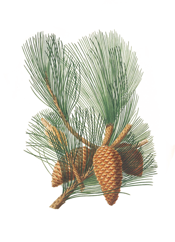 Pin des Landes (pinus pinaster)