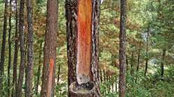 Pin maritime (pinus pinaster)