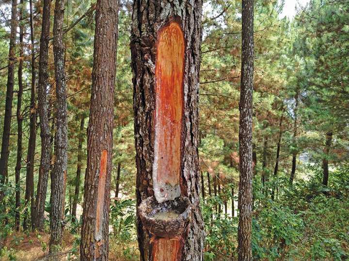 Pin maritime (pinus pinaster)