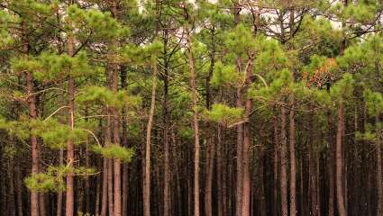 Pinus