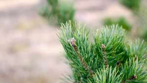 Pin sylvestre (pinus sylvestris)