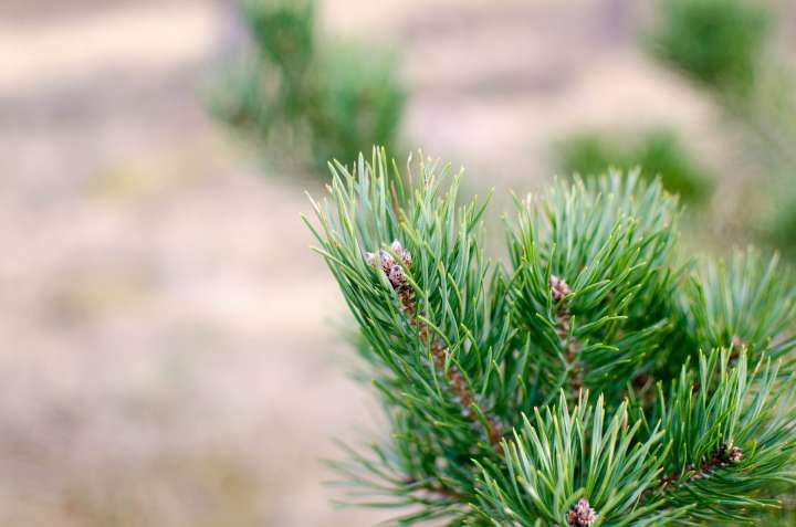 Pin sylvestre (pinus sylvestris)