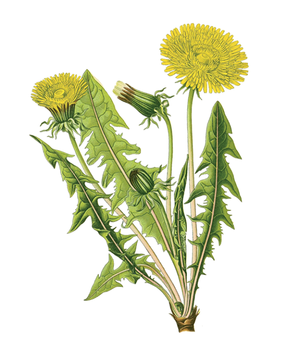 Pissenlit ou dent de lion (Taraxacum officinale)