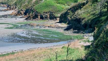 Des algues vertes échouées sur la plage de la Grandville à Hillion, au printemps 2022.