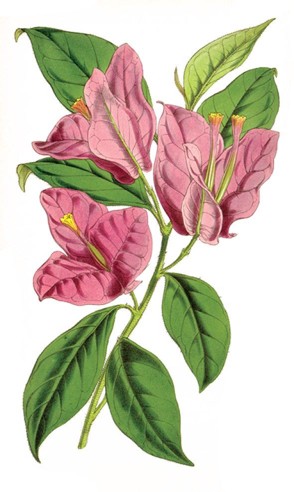 Bougainvillée (bougainvillea)