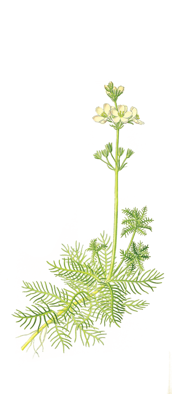 Hottonie des marais (hottonia palustris)