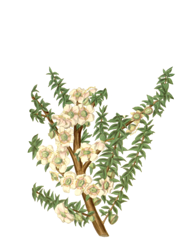 Leptospermum scoparium (Manuka)