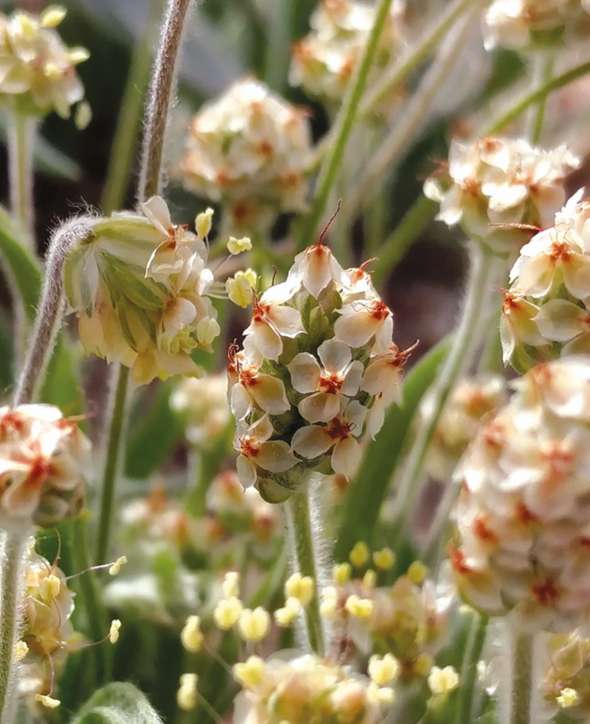 Psyllium blond (ispaghul)