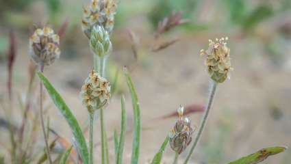 Le psyllium,  une fibre de taille !