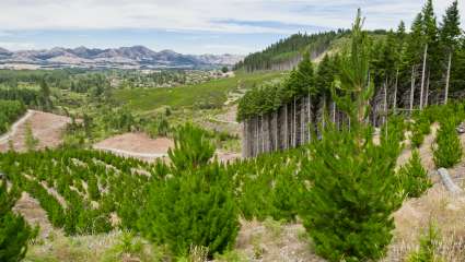 Replantons des arbres, mais pas n’importe où