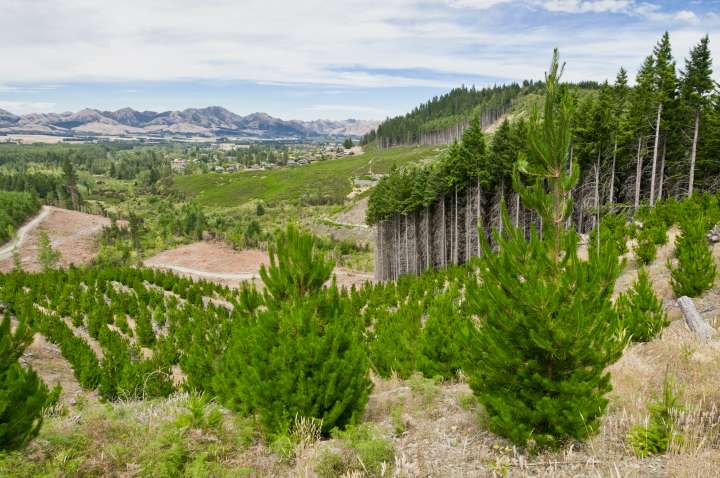 Replantons des arbres, mais pas n’importe où