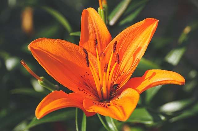 Les plantes sont dotées d'intelligence, communiquent et ont des souvenirs !