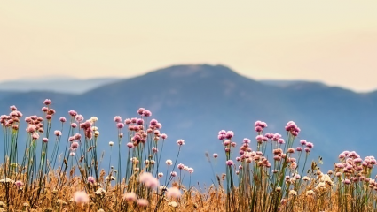 plantes-montagnes