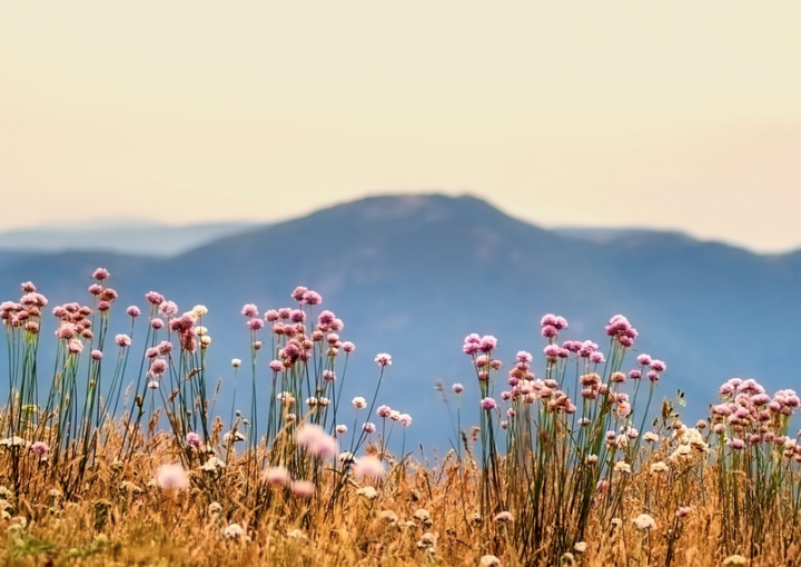 plantes-montagnes