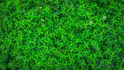 Plantes pour protéger le foie 