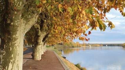 Platanes Gien - Crédit : Pascale Romanin