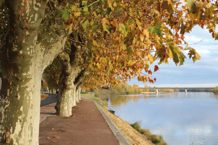 Platanes Gien - Crédit : Pascale Romanin