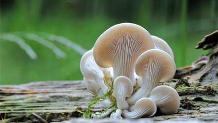 Pleurotus ostreatus