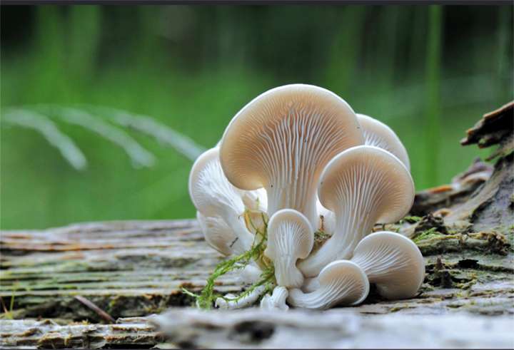 Pleurotus ostreatus