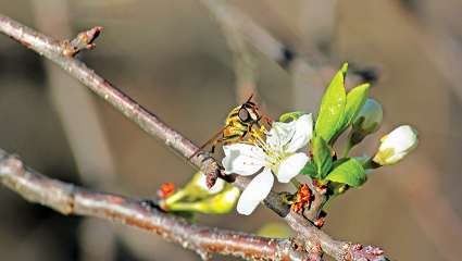 La pollution de l'air gêne le travail des pollinisateurs