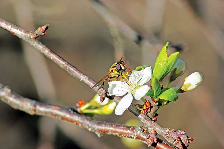 La pollution de l'air gêne le travail des pollinisateurs