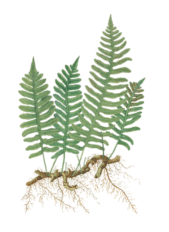 Polypodium vulgare