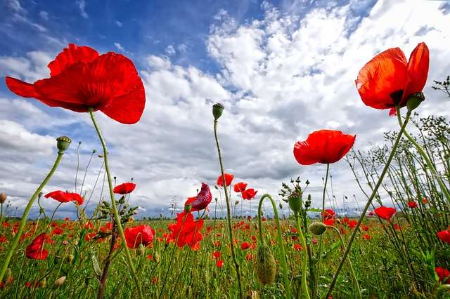 coquelicot