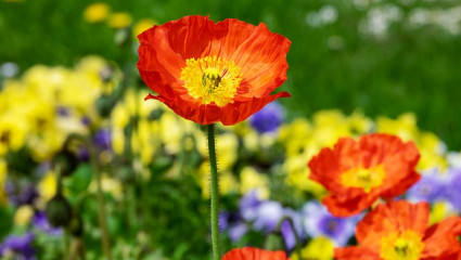 Coquelicot Anxiolitique