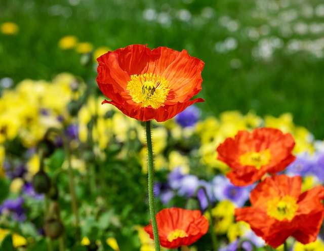 Coquelicot Anxiolitique