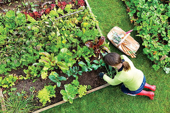 Légumes perpétuels : plantés pour durer