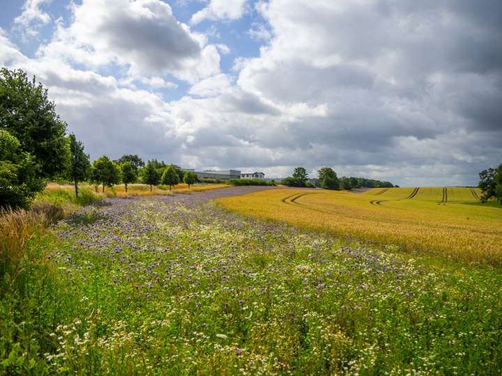 Des prairies pour soigner  les animaux et l'environnement