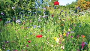 Prairie fleurie :  pas seulement pour faire joli !