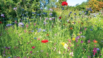 Prairie fleurie :  pas seulement pour faire joli !