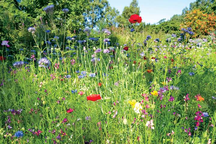 Prairie fleurie :  pas seulement pour faire joli !