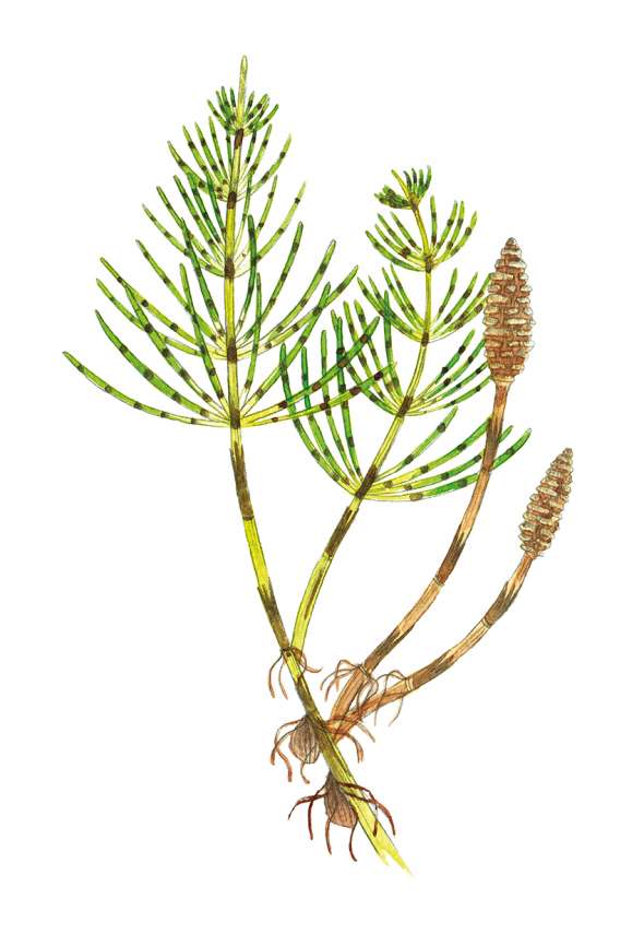 Prêle (Equisetum arvense)