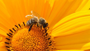 La propolis, antibiotique des abeilles