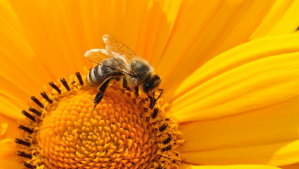 La propolis, antibiotique des abeilles