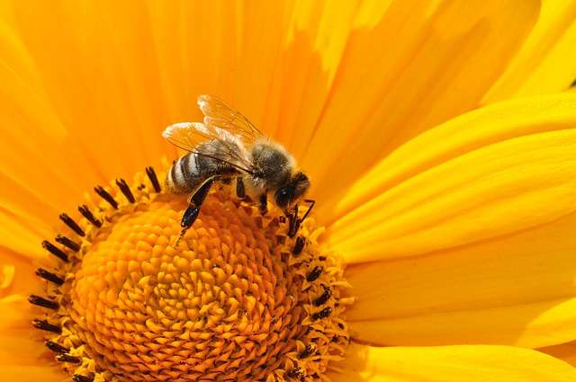 La propolis, antibiotique des abeilles